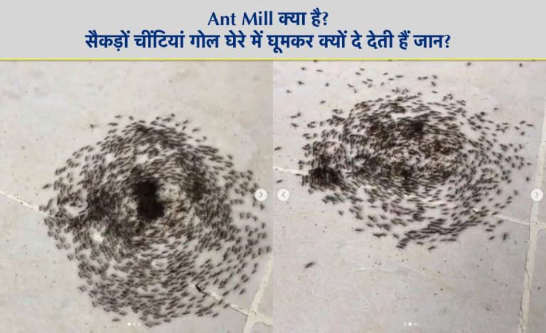 Ant Mill क्या है